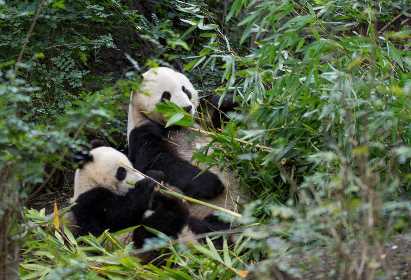 San Diego Zoo Part I 189